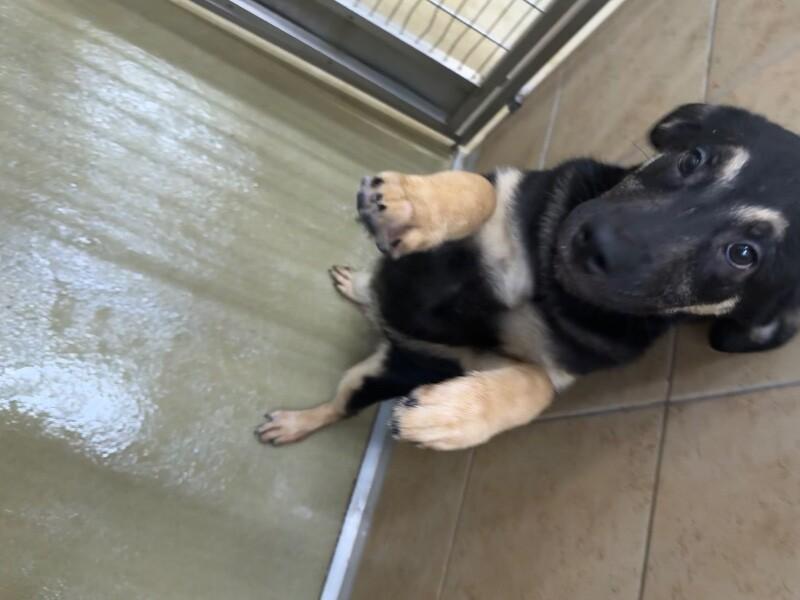 Enlarge Shaxx, a Adoptable Mixed Breed in Hobbs, NM image 3/6