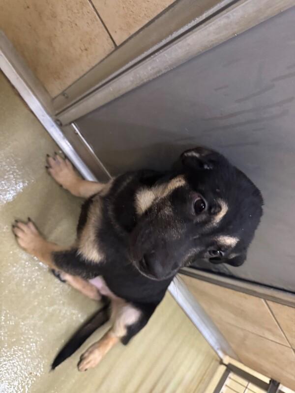 Enlarge Shaxx, a Adoptable Mixed Breed in Hobbs, NM image 4/6