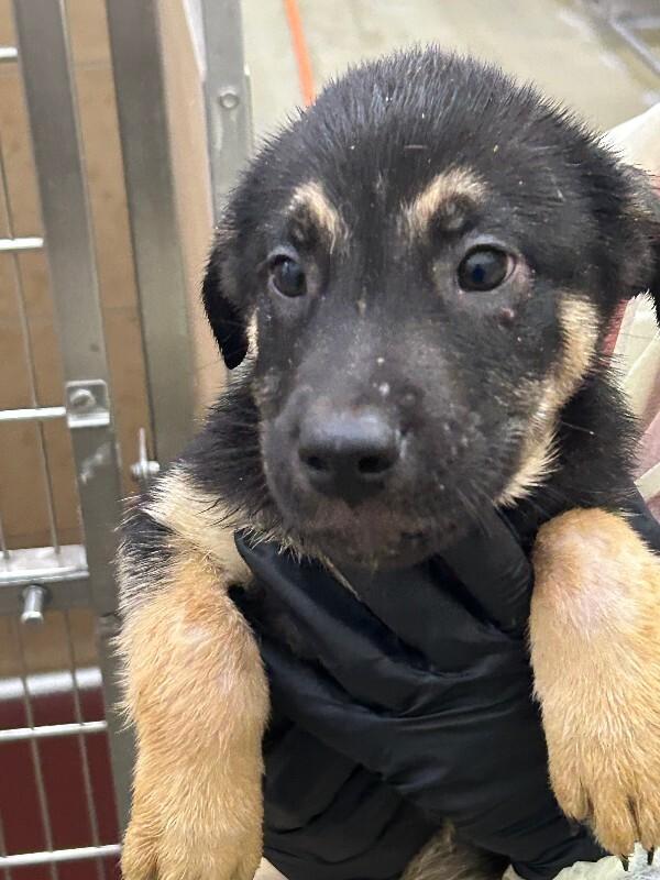 Enlarge Shaxx, a Adoptable Mixed Breed in Hobbs, NM image 5/6