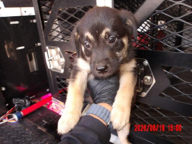 Enlarge Shaxx, a Adoptable Mixed Breed in Hobbs, NM image 6/6