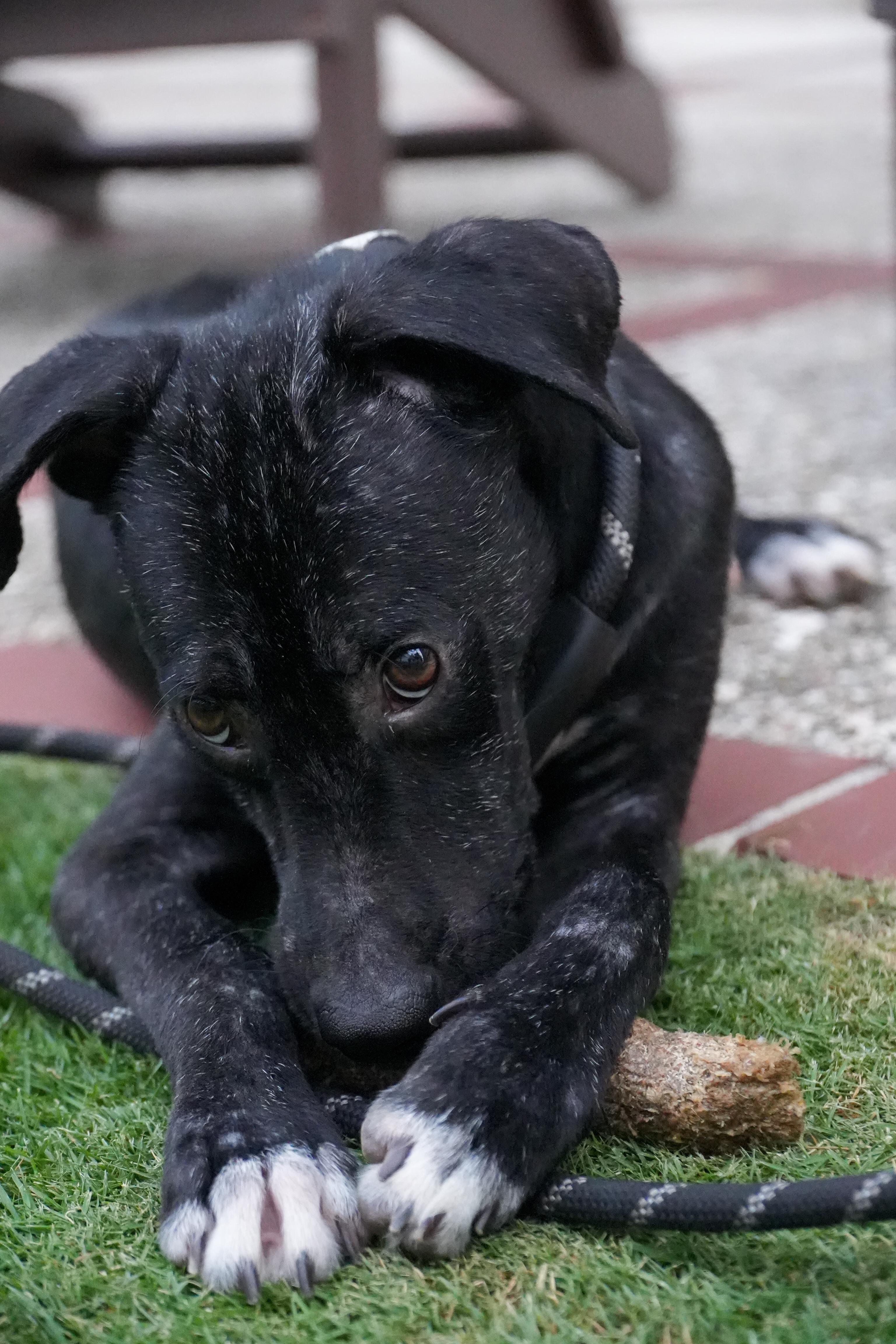 Goodie - The Comeback Kid 3