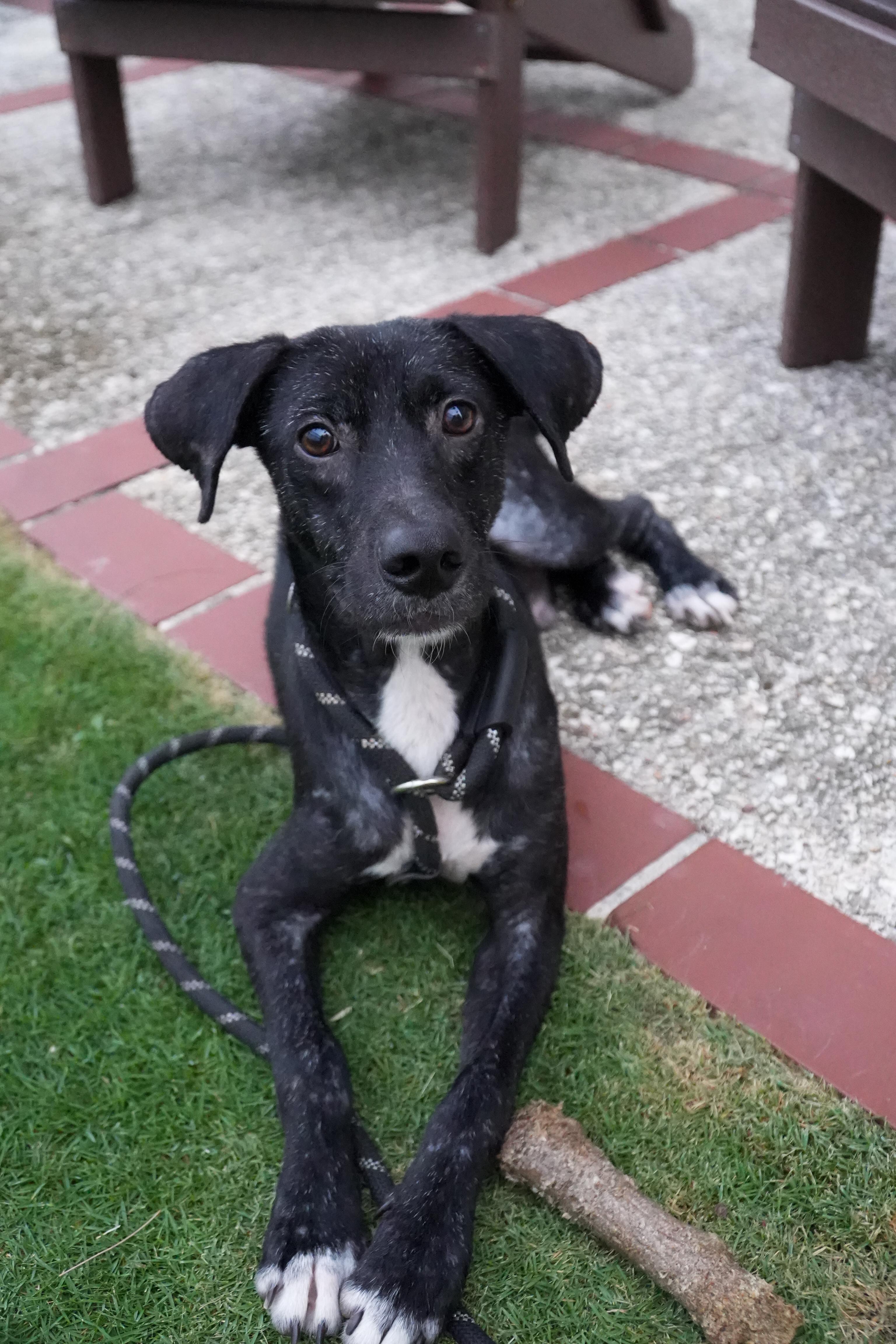 Goodie - The Comeback Kid 1