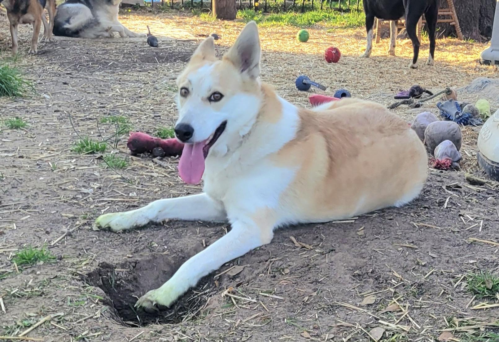 Enlarge Iris, a Adoptable mixed breed in Plano, TX image 2/6