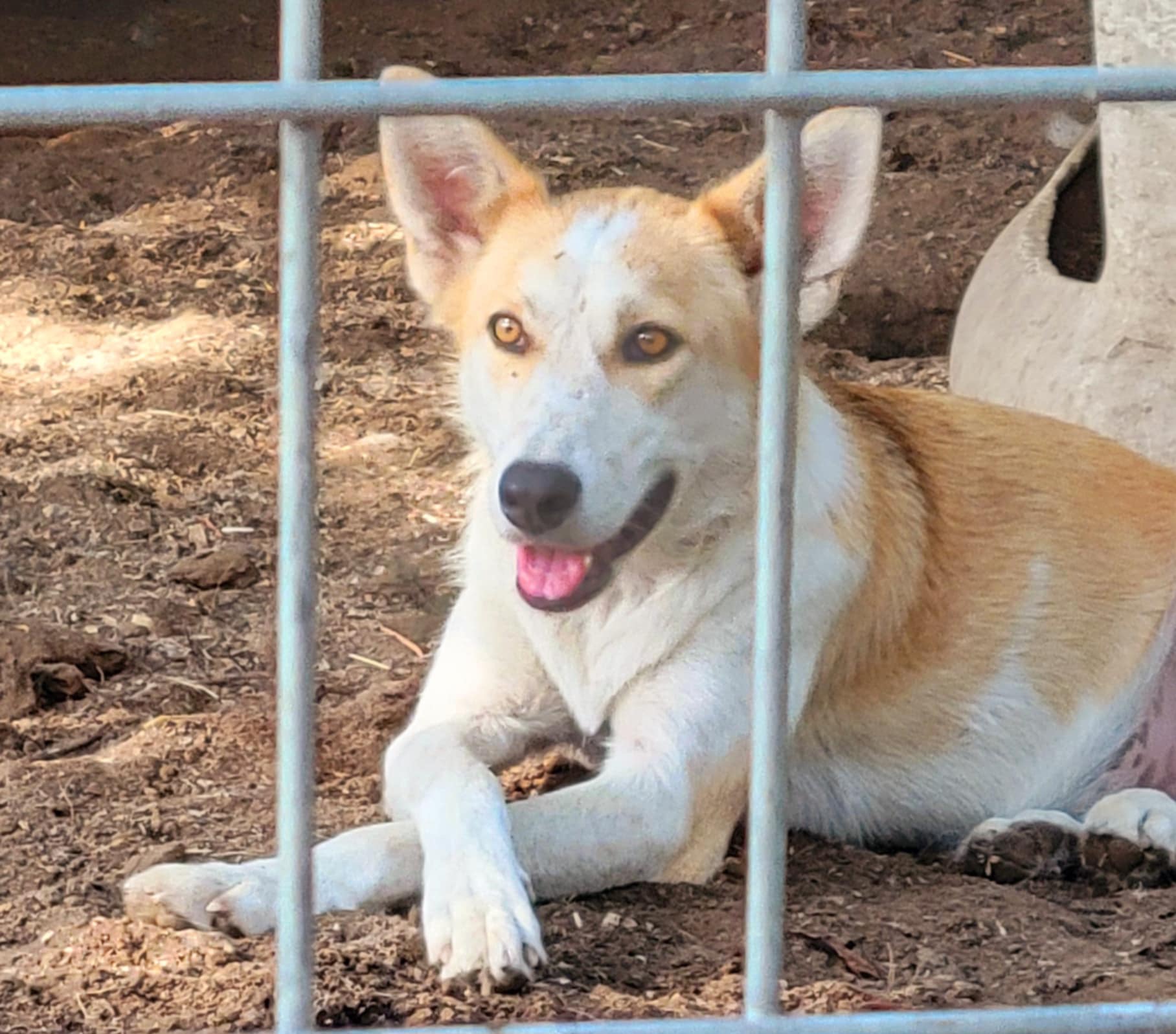 Iris, Adoptable, Adult Female Husky & Basenji.