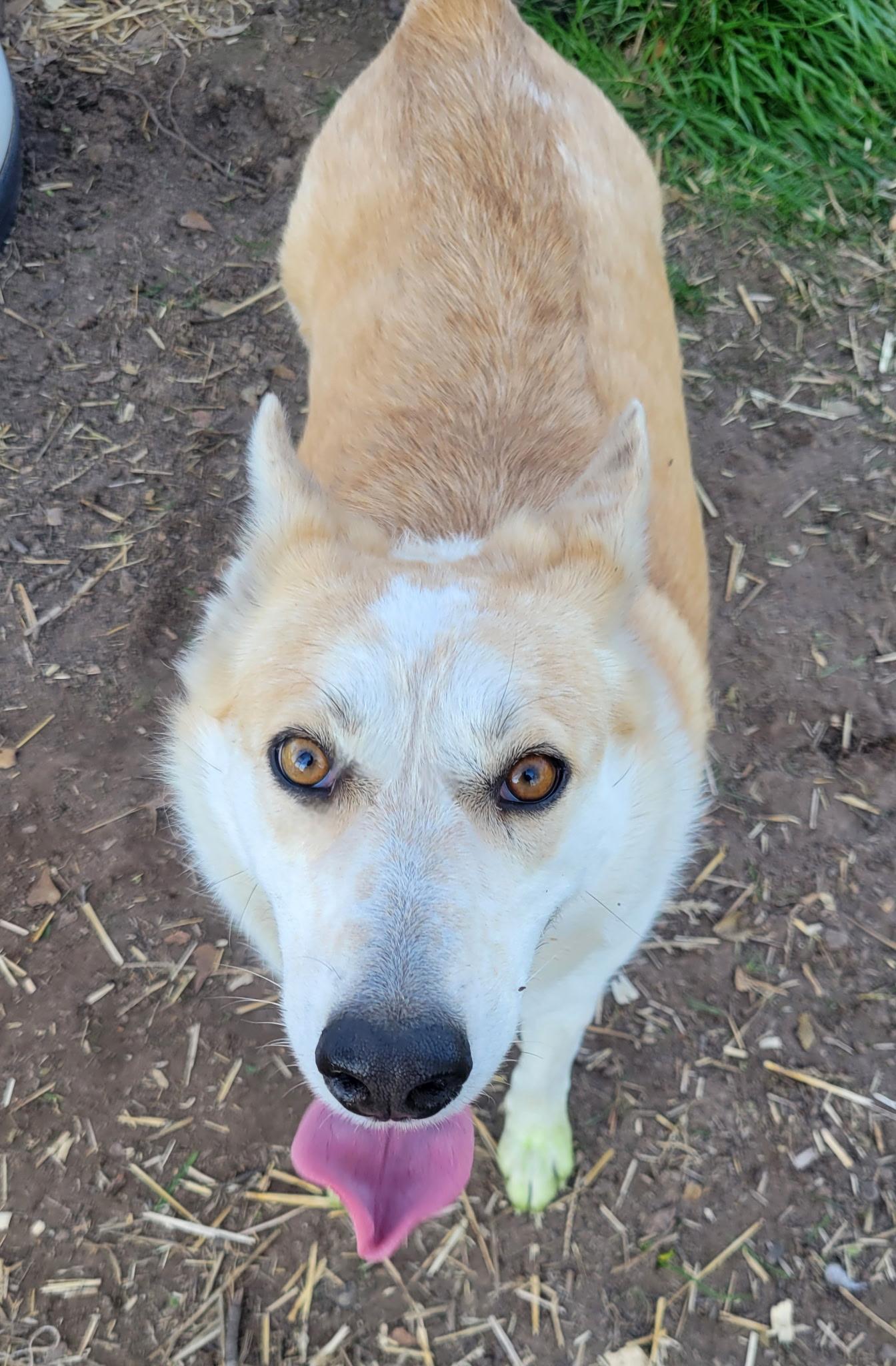 Enlarge Iris, a Adoptable mixed breed in Plano, TX image 5/6