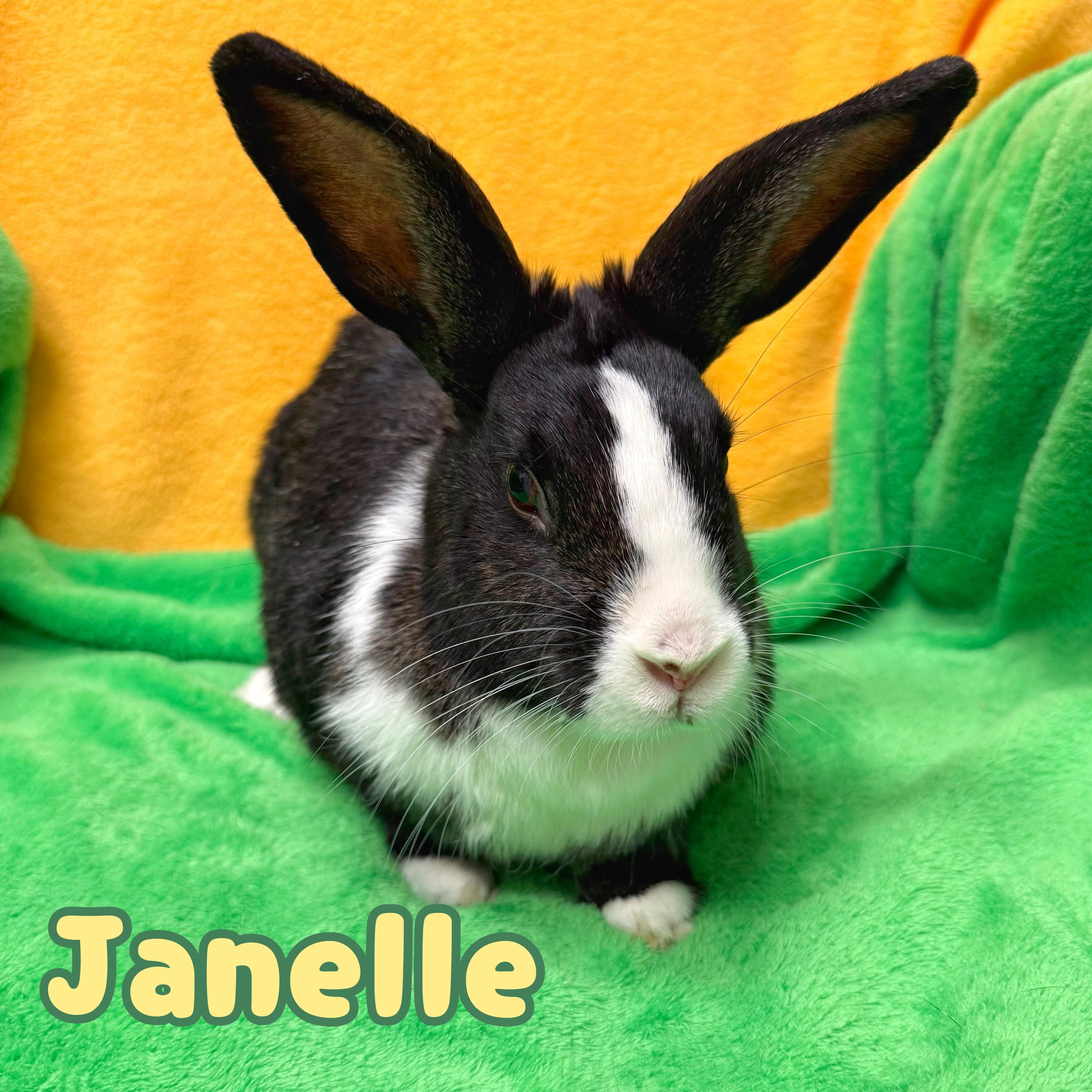 Janelle, ADOPTABLE, Young Female Dutch.