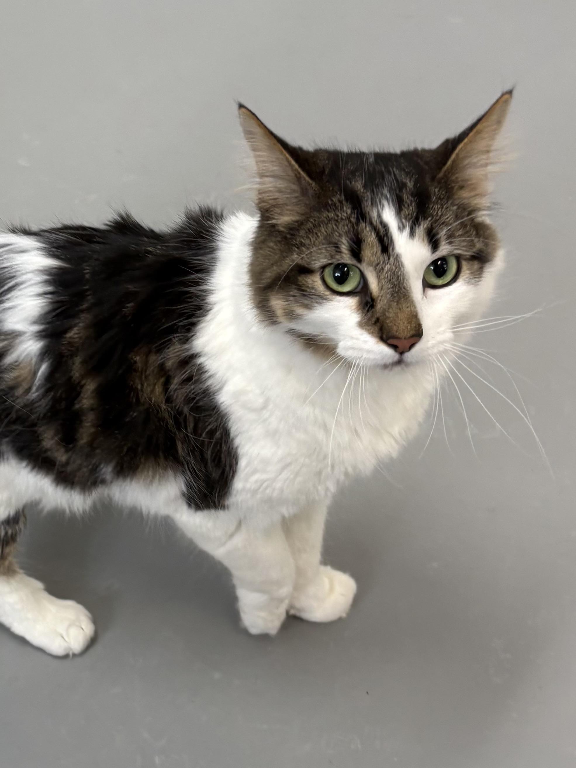 Enlarge Blue, an adopted American Shorthair in Big Rapids, MI image 3/3