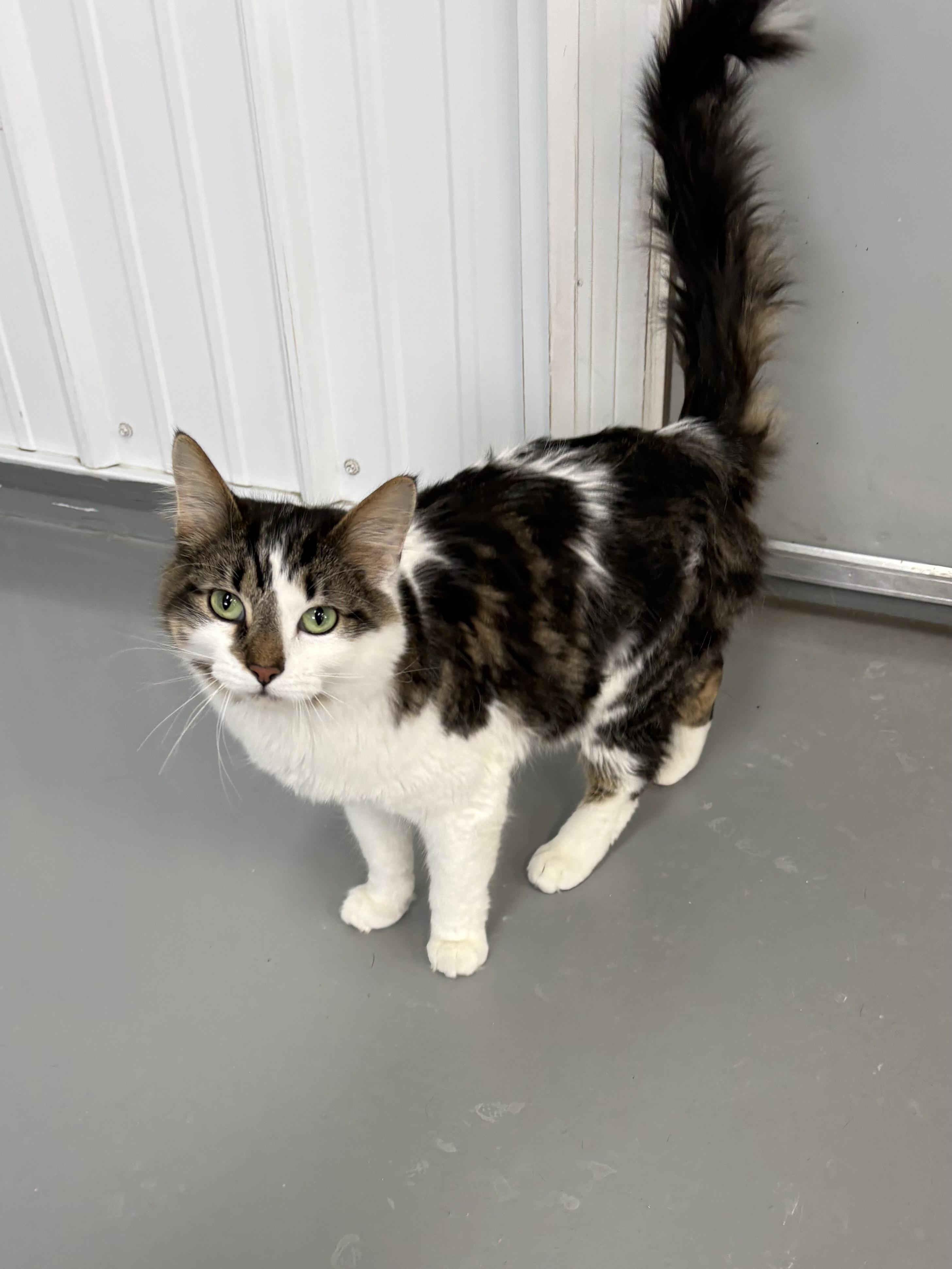 Enlarge Blue, an adopted American Shorthair in Big Rapids, MI image 2/3