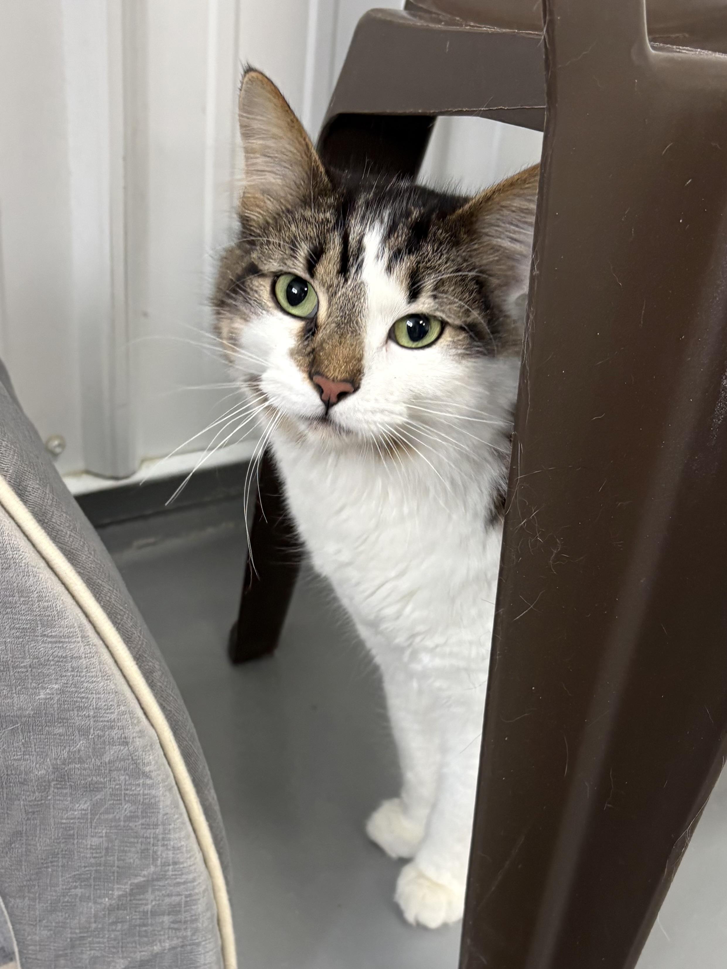 Enlarge Blue, an adopted American Shorthair in Big Rapids, MI image 1/3