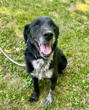 Jubilee, Adoptable, Senior Female Labrador Retriever & Retriever.
