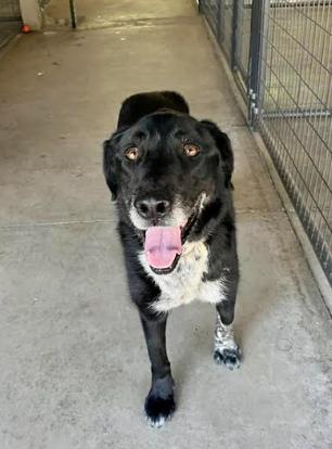 Jubilee, a Adoptable mixed breed in Mocksville, NC image 2/4