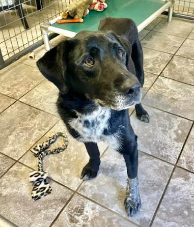 Jubilee, a Adoptable mixed breed in Mocksville, NC image 3/4