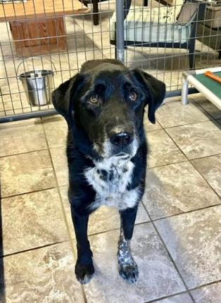 Jubilee, a Adoptable mixed breed in Mocksville, NC image 4/4