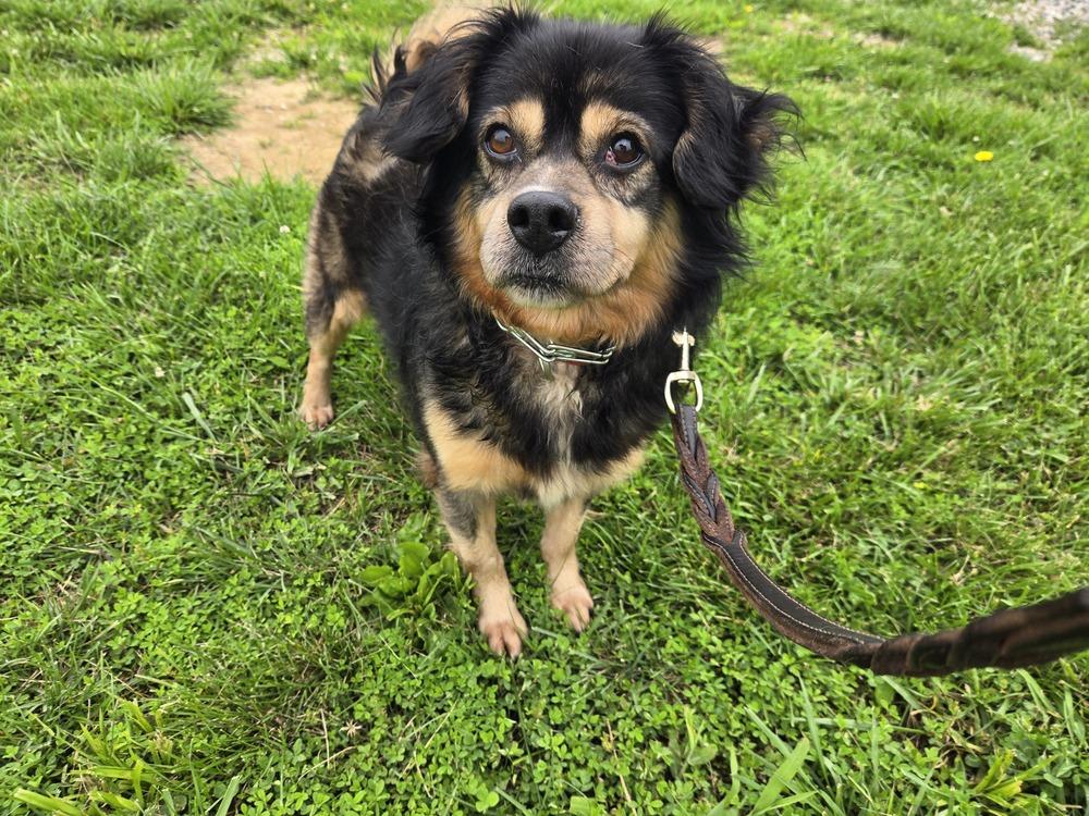 Enlarge Houdini, a Adoptable mixed breed in Linton, IN image 2/2