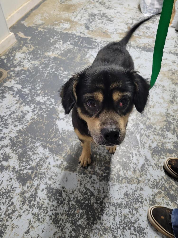 Enlarge Houdini, a Adoptable mixed breed in Linton, IN image 2/2