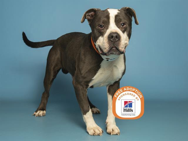 Enlarge BILLIAM, a Adoptable Pit Bull Terrier in Phoenix, AZ image 1/2