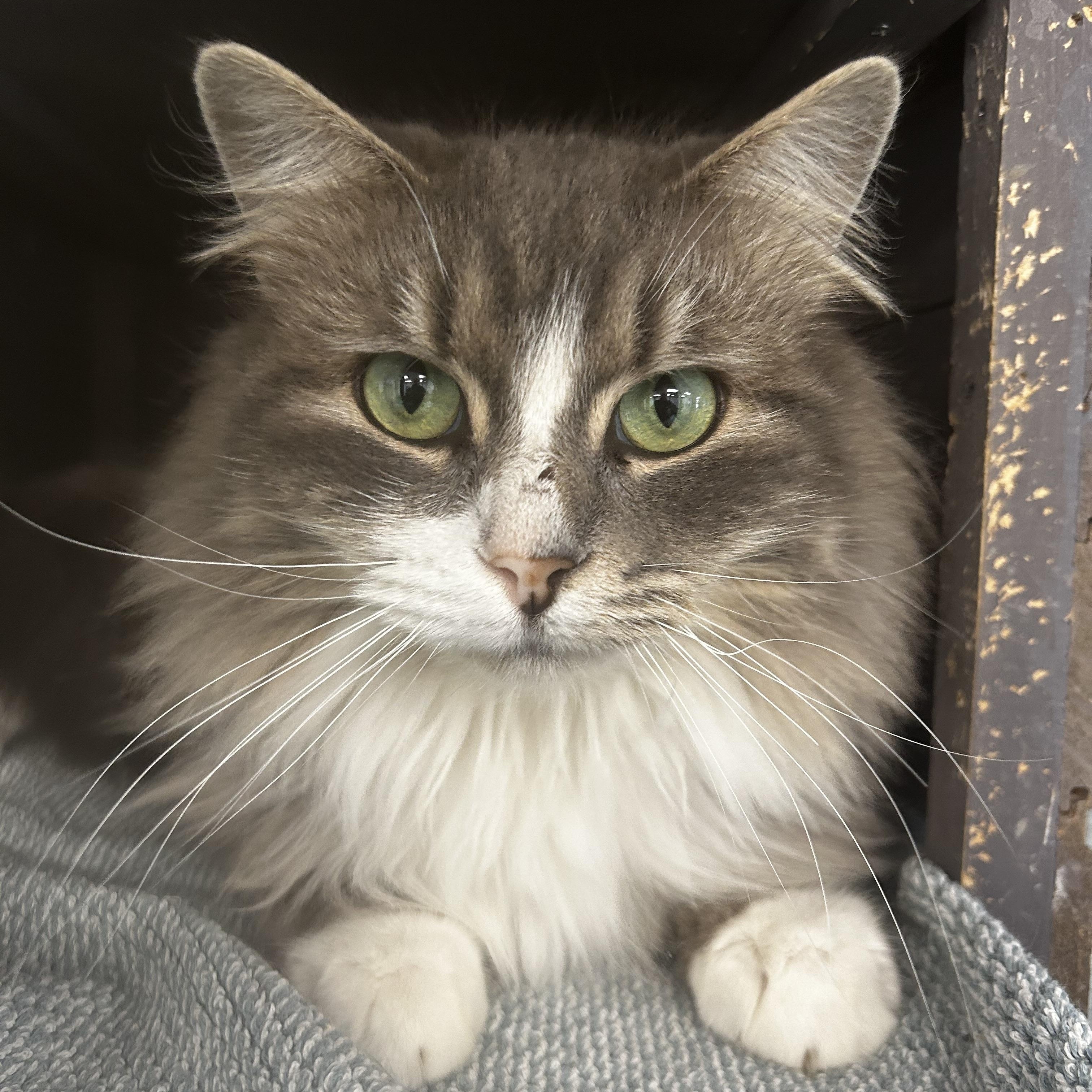 Glacier - CHOW HOUND - ADOPTION PENDING!, adopted, Young Male Domestic Long Hair.