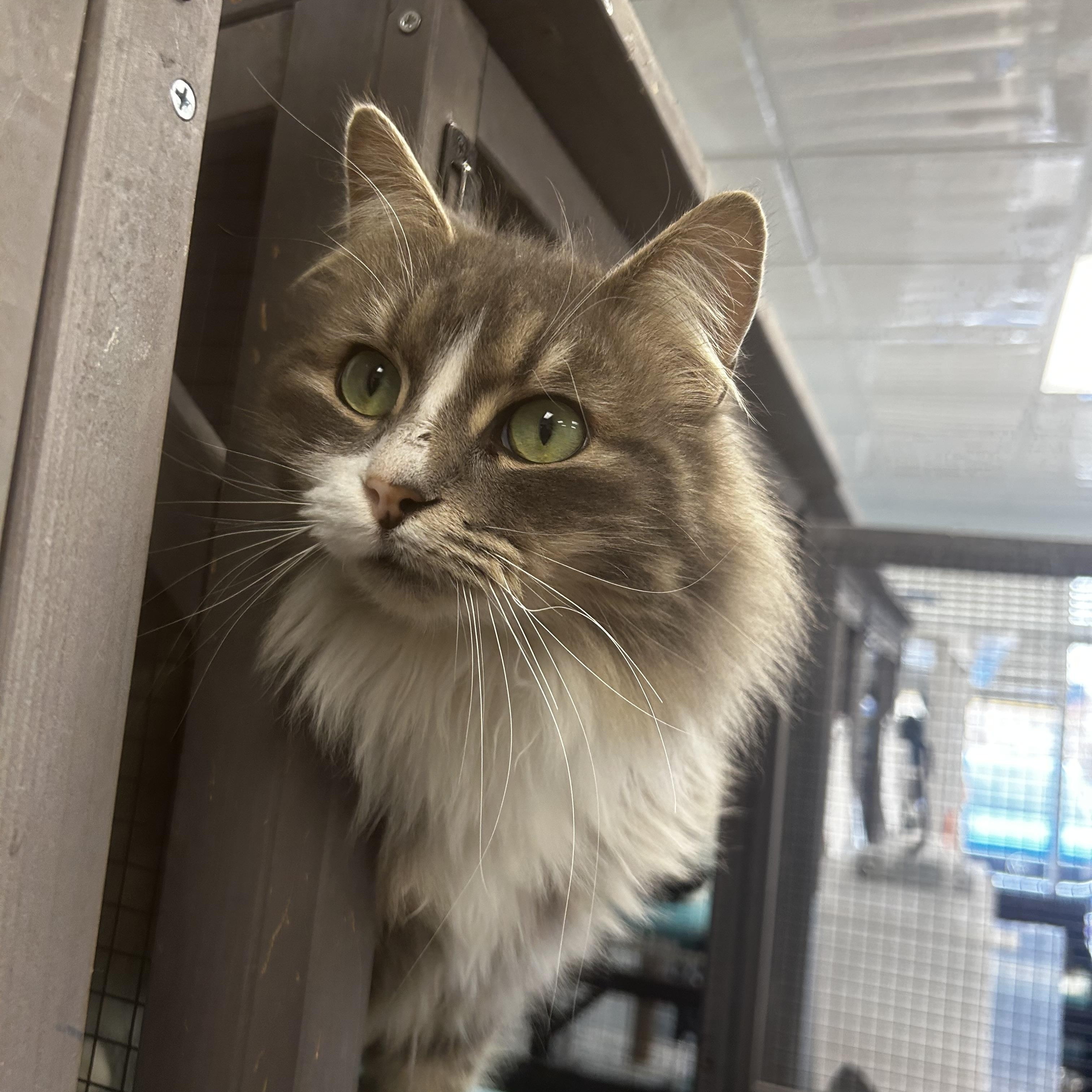 Enlarge Glacier - CHOW HOUND - ADOPTION PENDING!, an adopted Domestic Long Hair in Grand Rapids, MI image 2/6