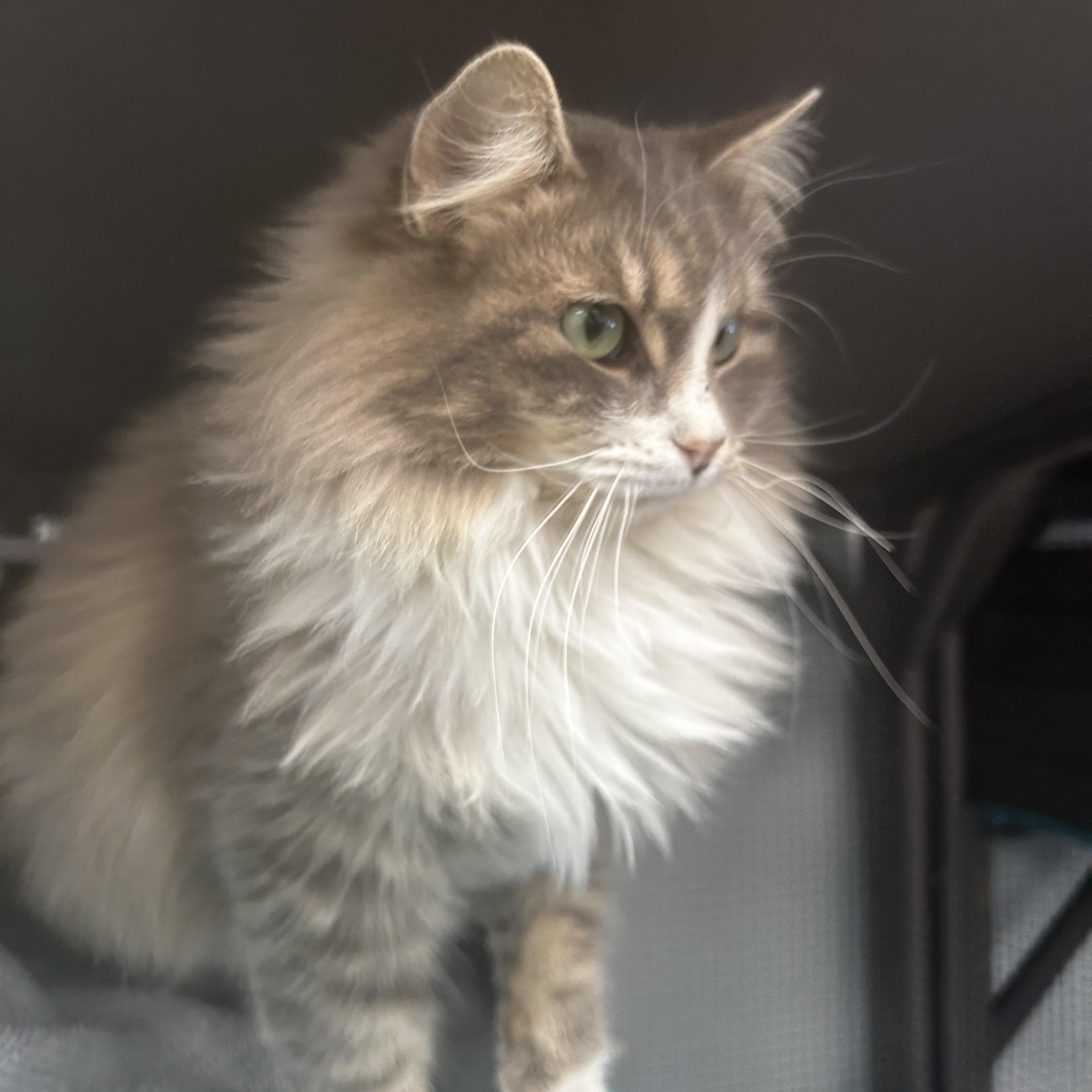 Enlarge Glacier - CHOW HOUND - ADOPTION PENDING!, an adopted Domestic Long Hair in Grand Rapids, MI image 5/6