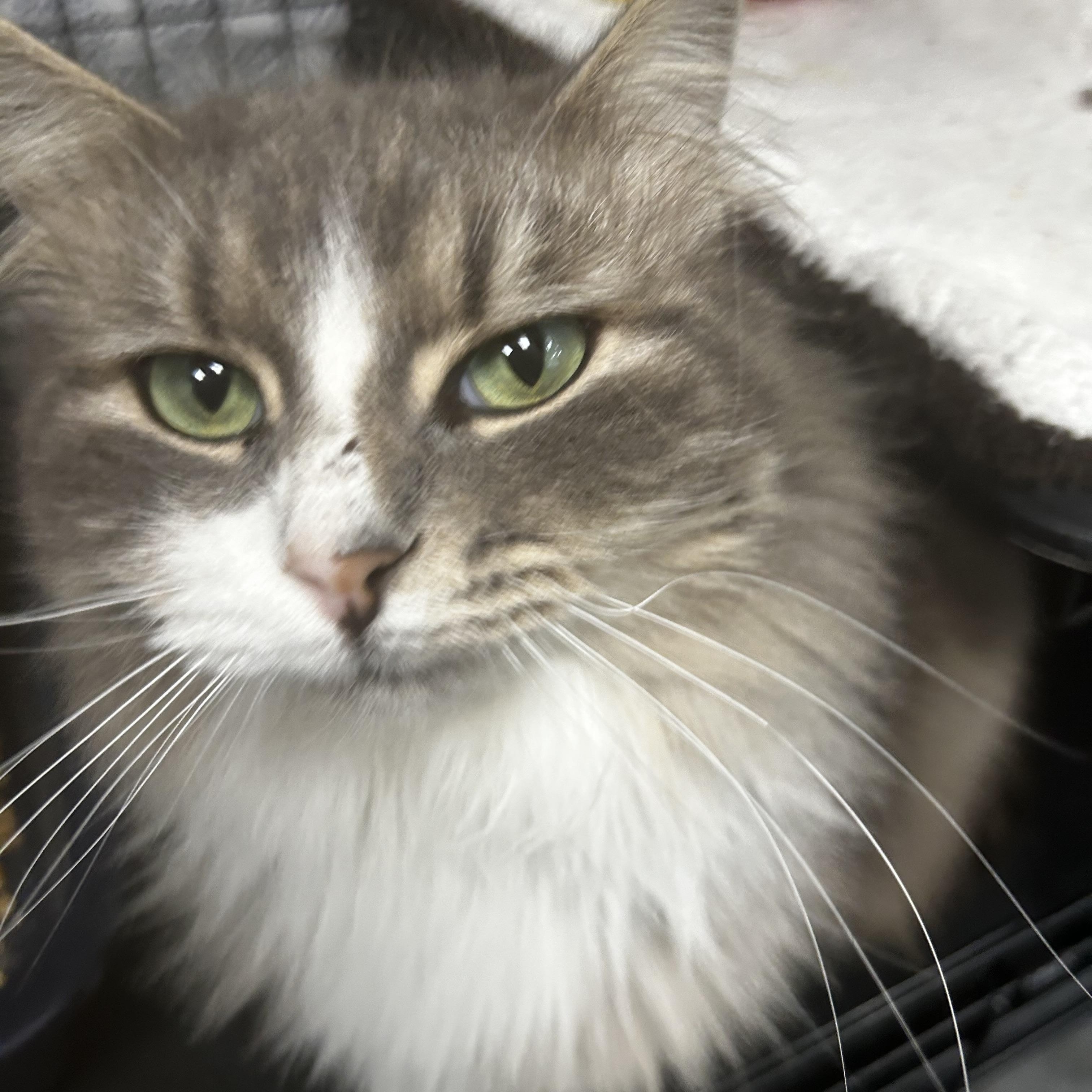 Enlarge Glacier - CHOW HOUND - ADOPTION PENDING!, an adopted Domestic Long Hair in Grand Rapids, MI image 4/6