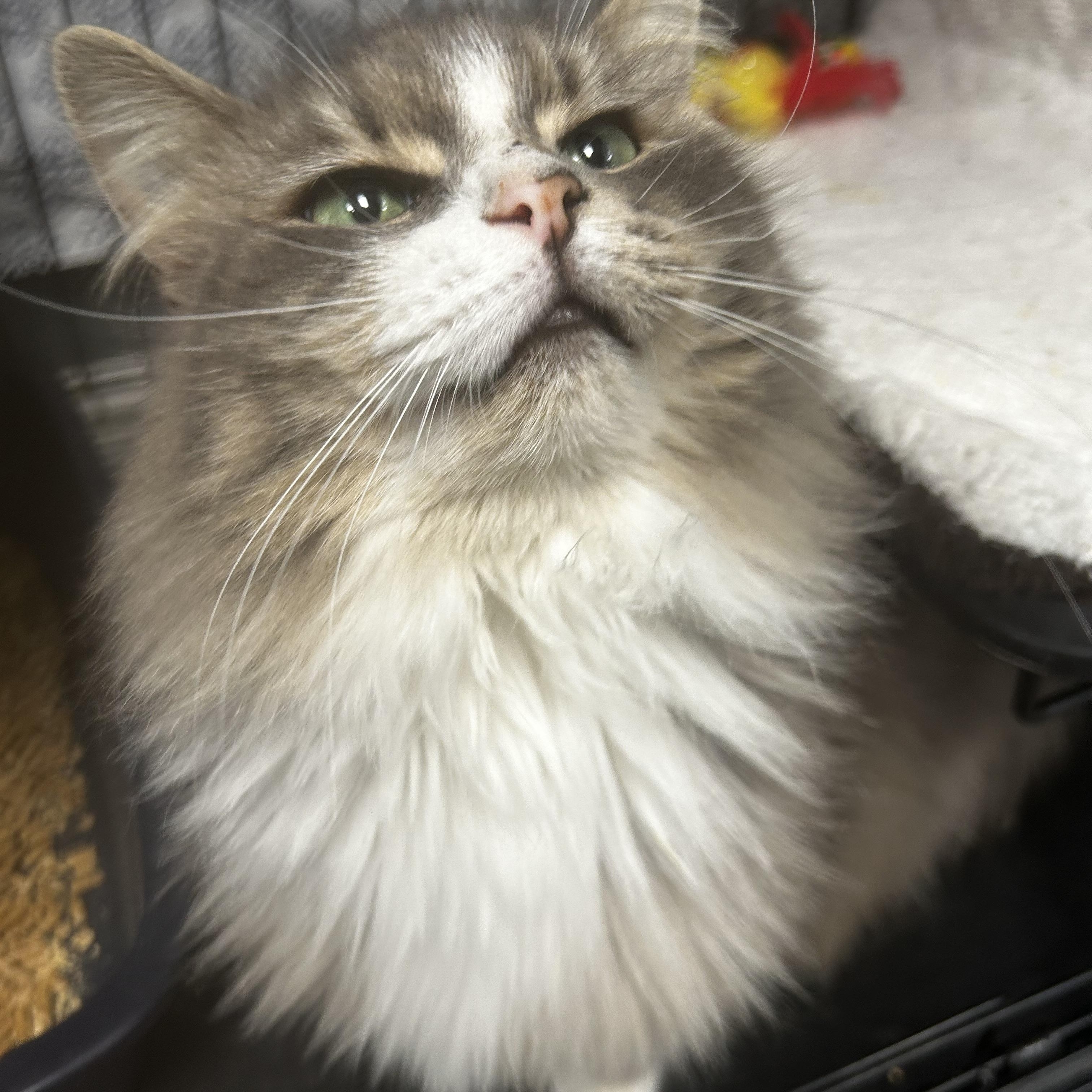 Enlarge Glacier - CHOW HOUND - ADOPTION PENDING!, an adopted Domestic Long Hair in Grand Rapids, MI image 3/6