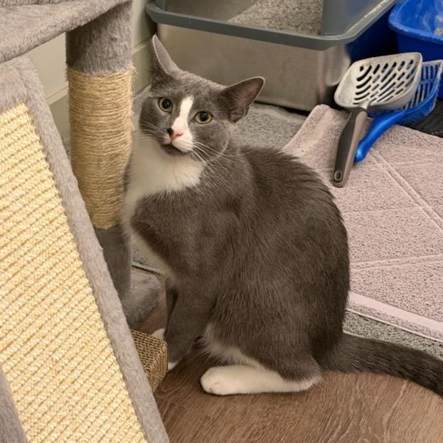 Enlarge Matcha Tea-C, a Adoptable Domestic Short Hair in East Saint Louis, IL image 1/4