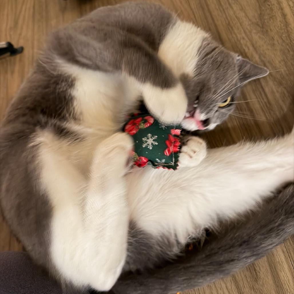 Enlarge Matcha Tea-C, a Adoptable Domestic Short Hair in East Saint Louis, IL image 2/4