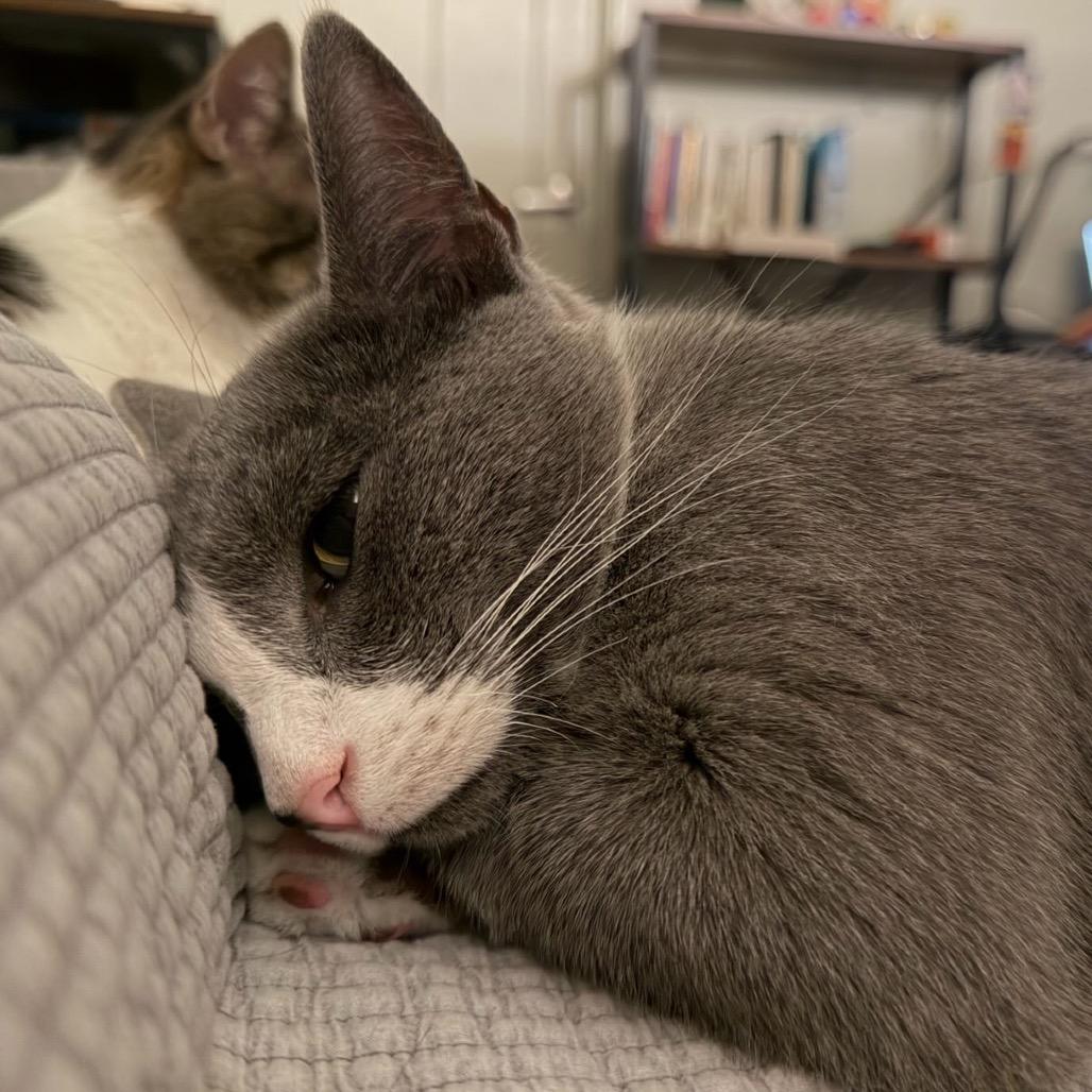 Enlarge Matcha Tea-C, a Adoptable Domestic Short Hair in East Saint Louis, IL image 3/4