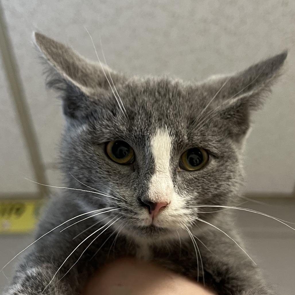 Enlarge Matcha Tea-C, a Adoptable Domestic Short Hair in East Saint Louis, IL image 4/4