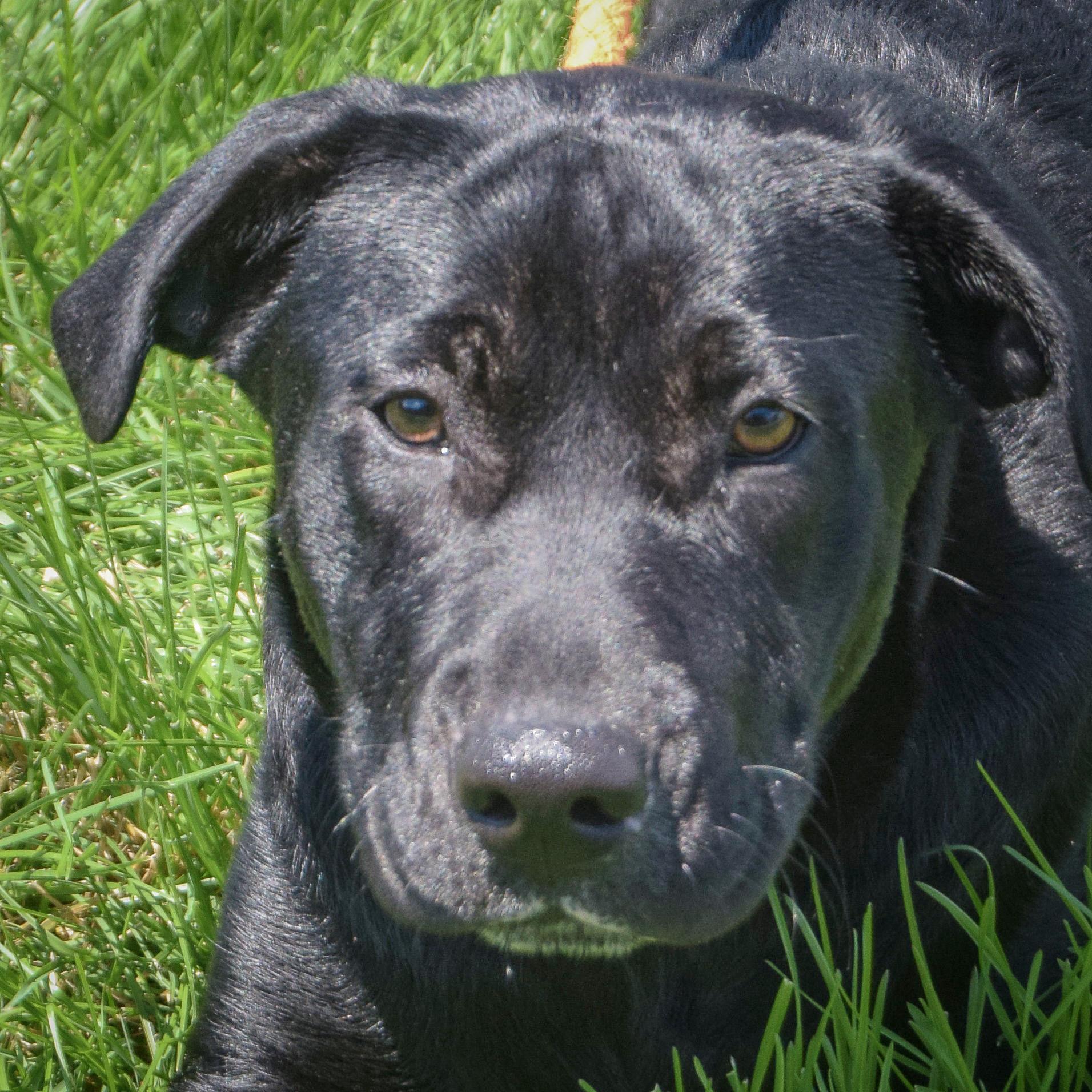 Enlarge Rudy, a Adoptable mixed breed in Huntley, IL image 1/5