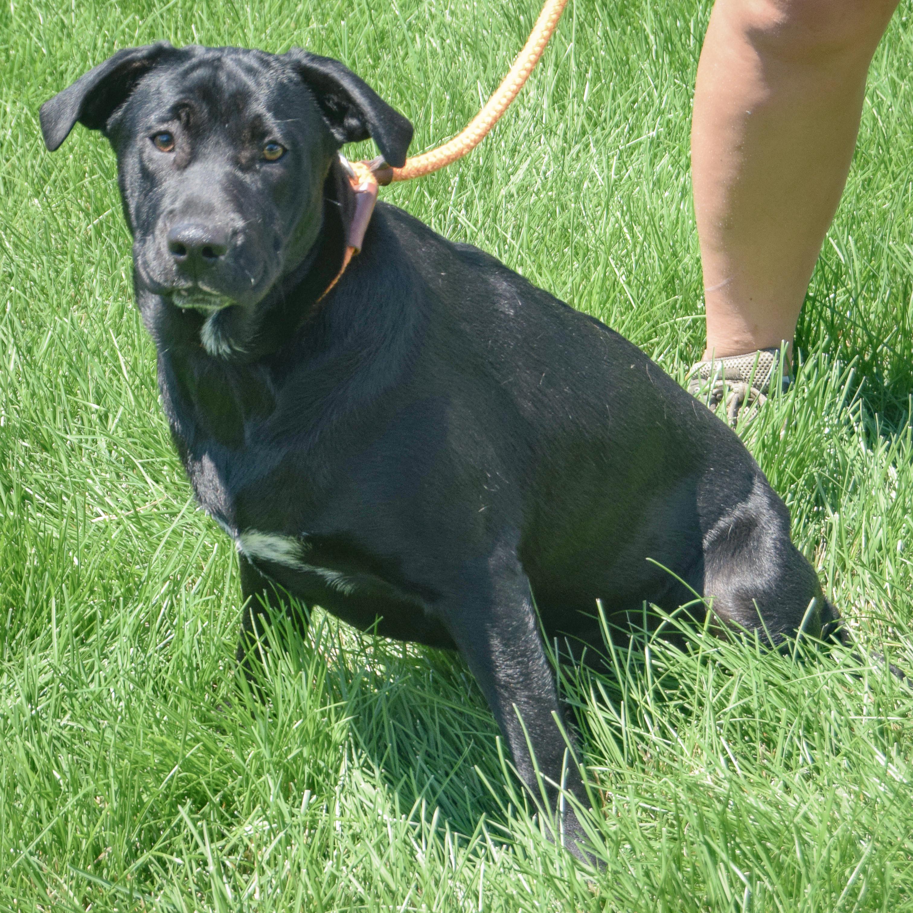 Enlarge Rudy, a Adoptable mixed breed in Huntley, IL image 3/5