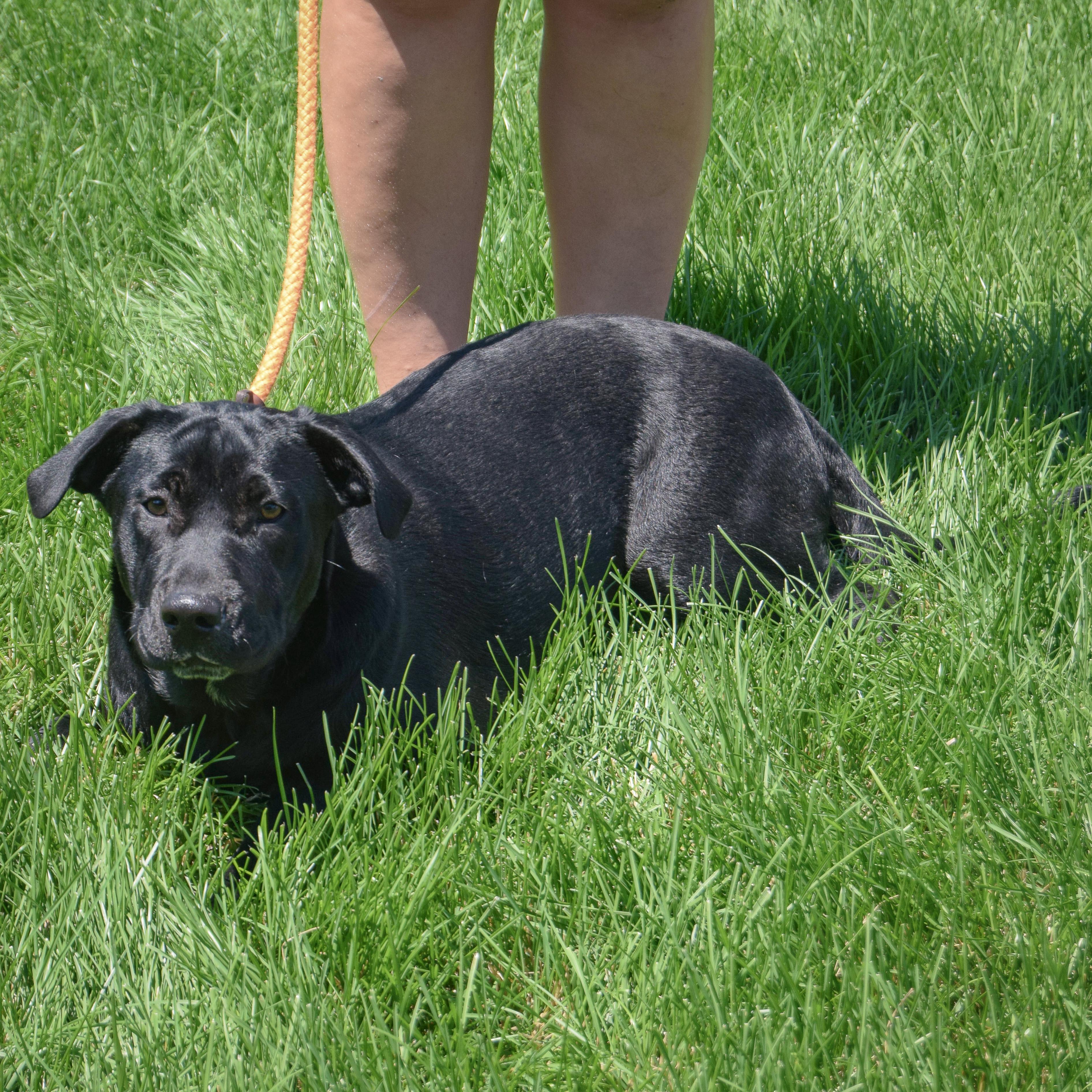 Enlarge Rudy, a Adoptable mixed breed in Huntley, IL image 5/5