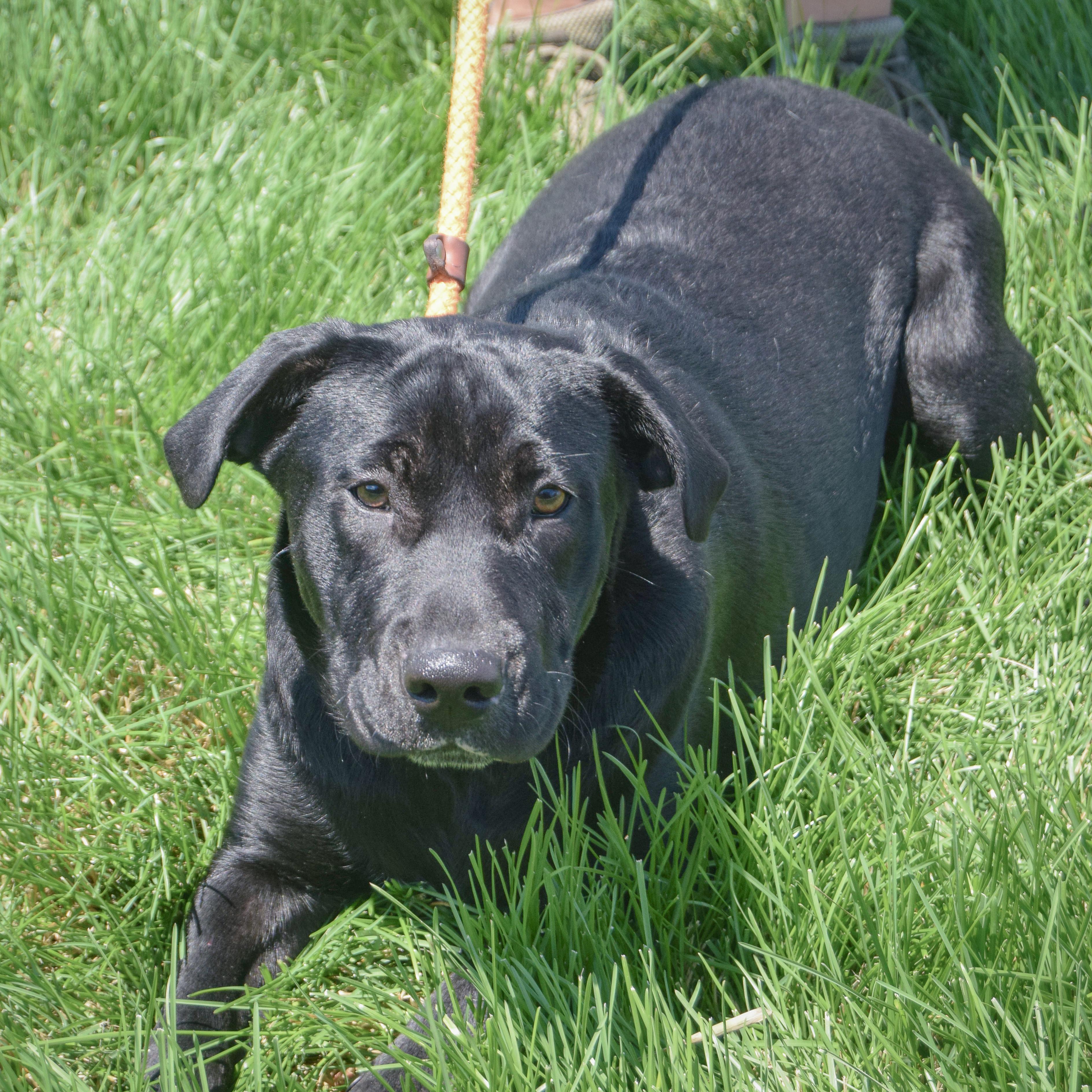 Enlarge Rudy, a Adoptable mixed breed in Huntley, IL image 4/5