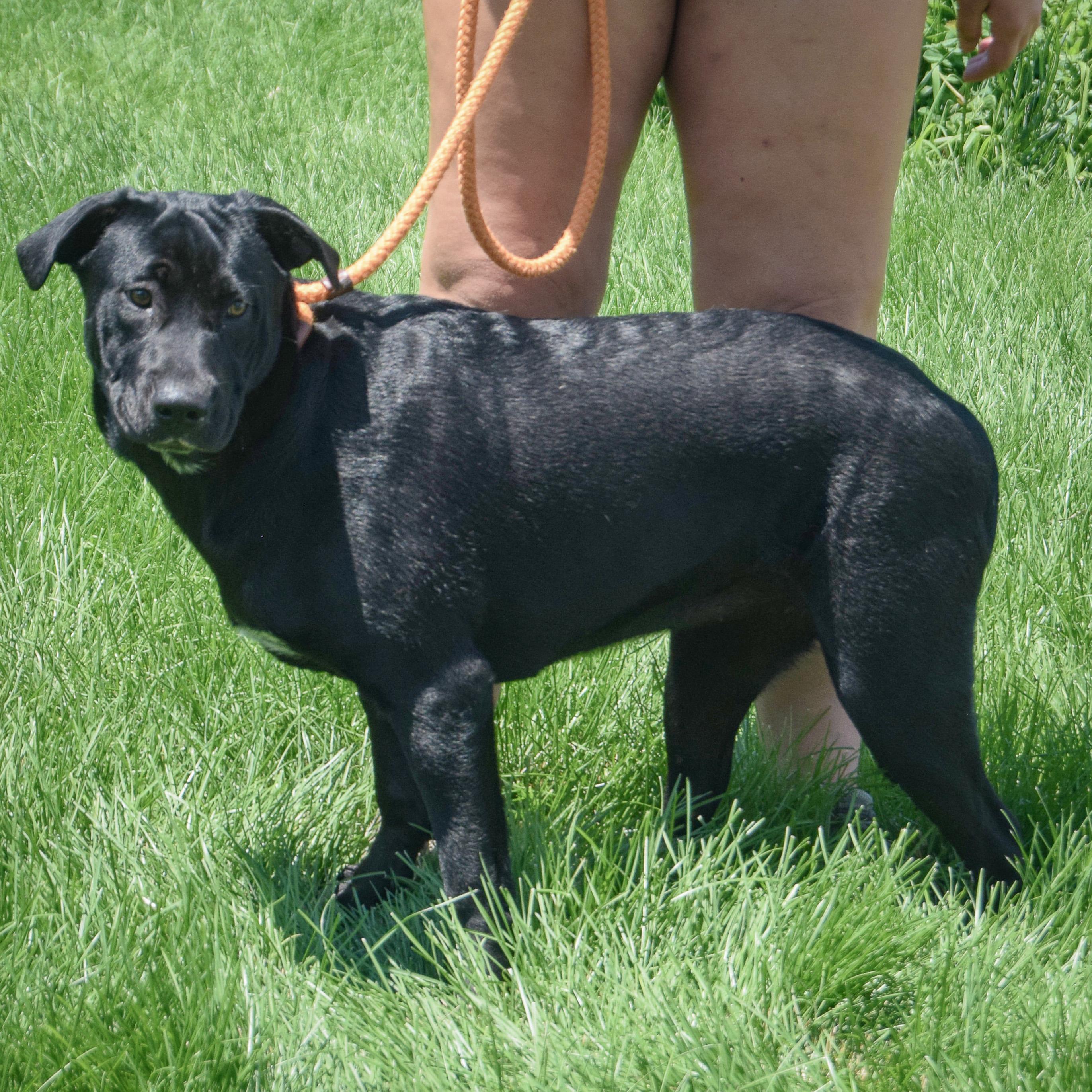 Enlarge Rudy, a Adoptable mixed breed in Huntley, IL image 2/5