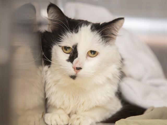 JUNIOR, Adoptable, Young Male Domestic Long Hair.