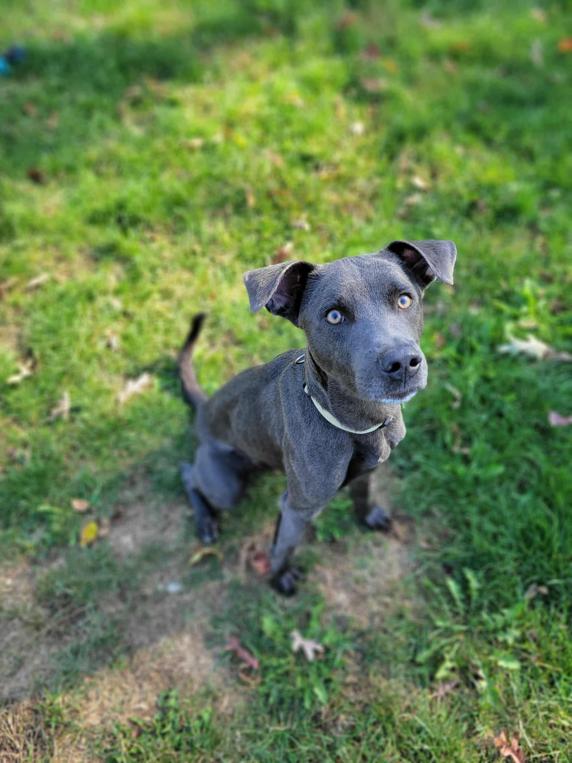 Enlarge Bob, a Adoptable mixed breed in Chambersburg, PA image 2/3