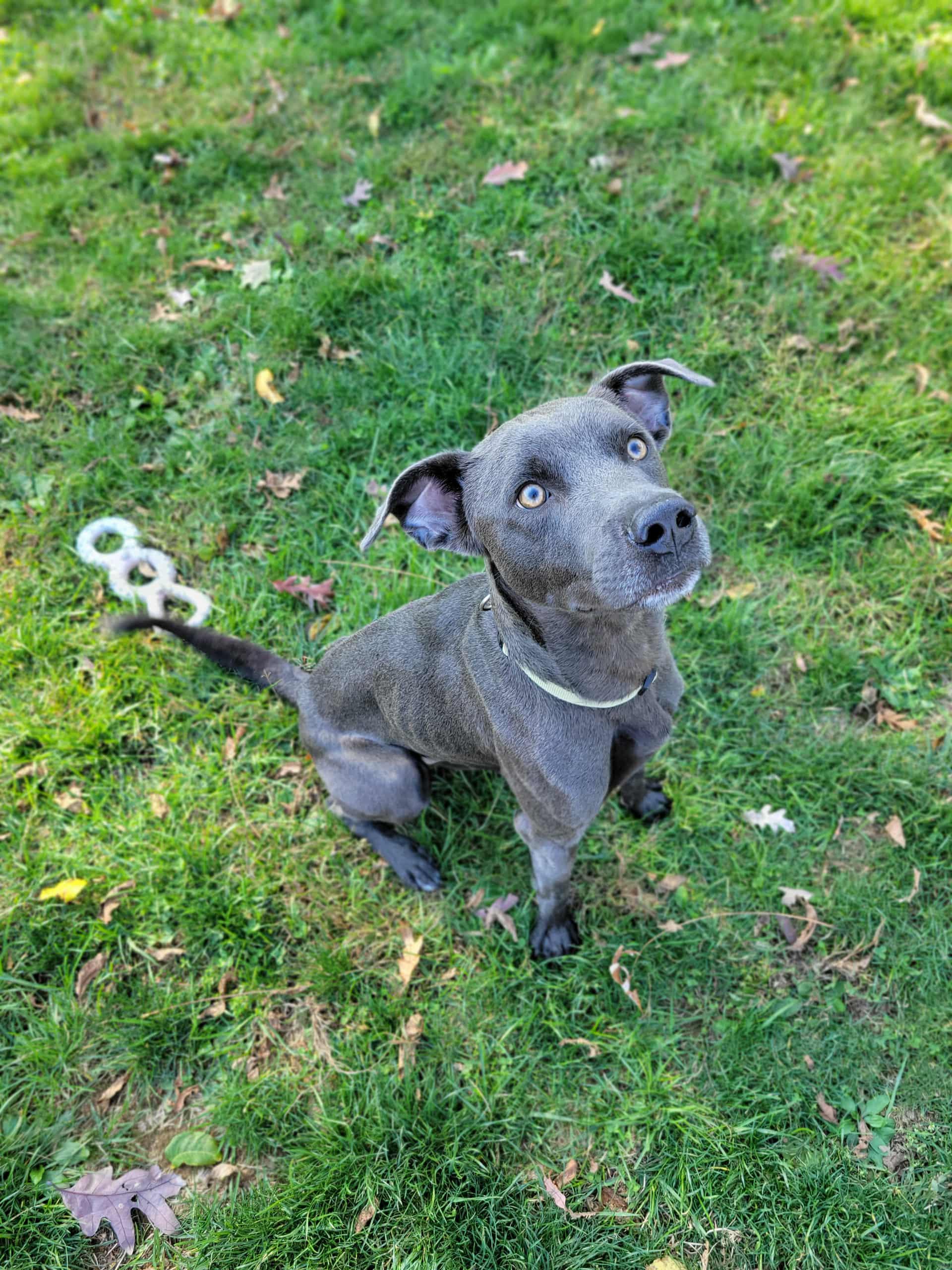 Enlarge Bob, a Adoptable mixed breed in Chambersburg, PA image 3/3