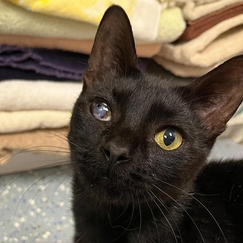 Biscuit, Adoptable, Adult Female Domestic Short Hair.