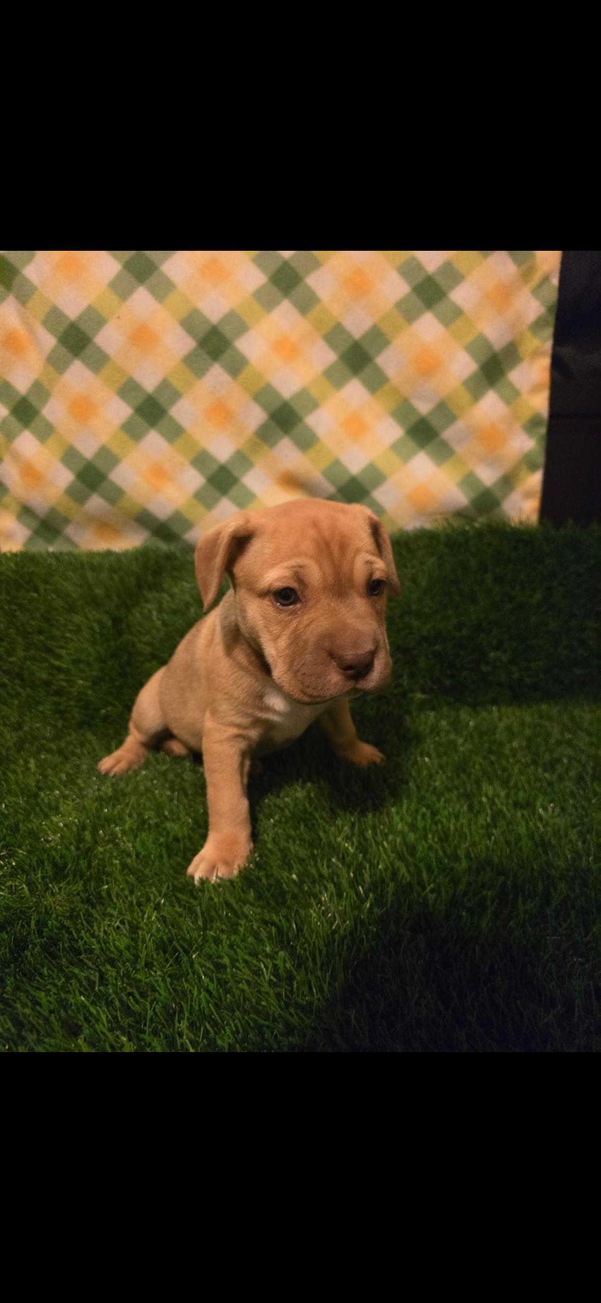 Scarlet , an adopted mixed breed in Hayward, CA image 4/6