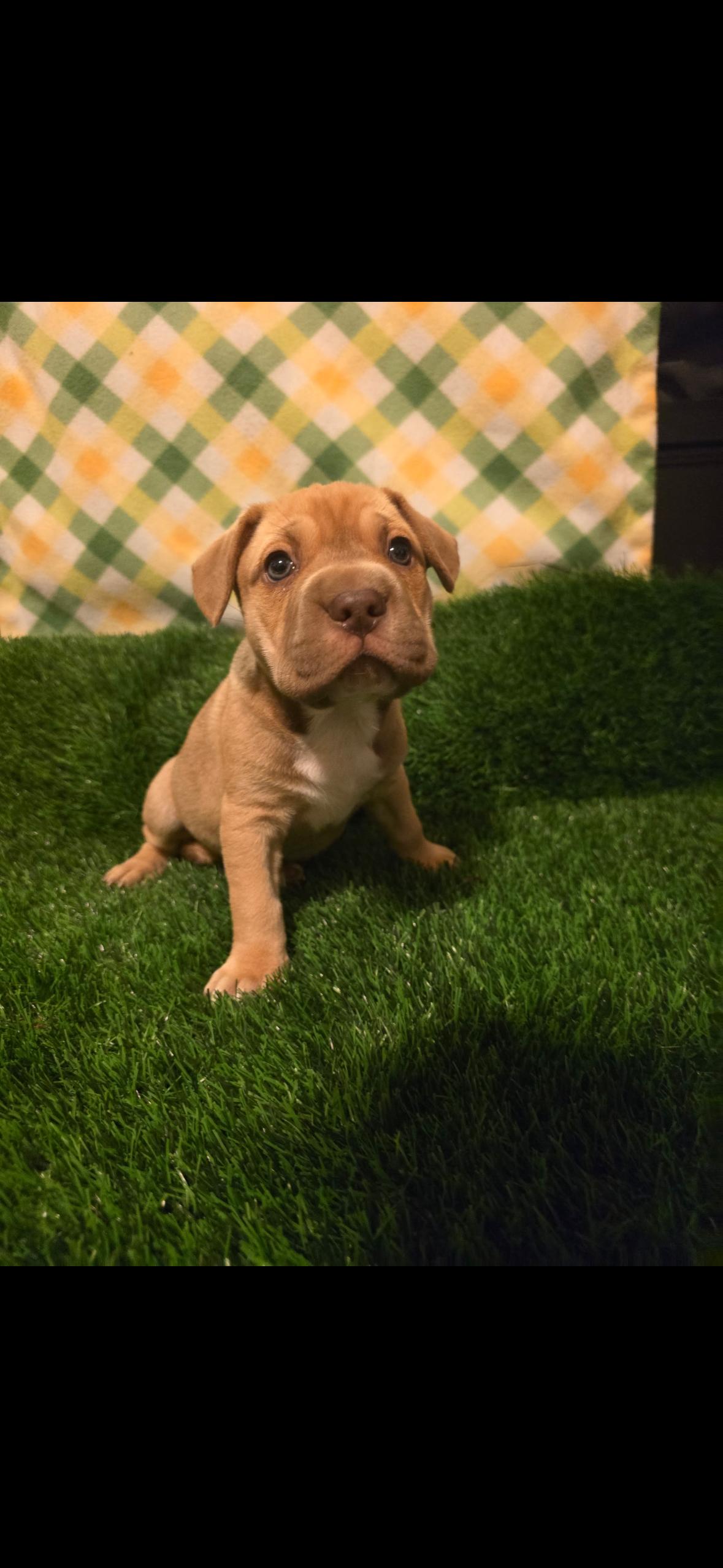 Scarlet , an adopted mixed breed in Hayward, CA image 6/6