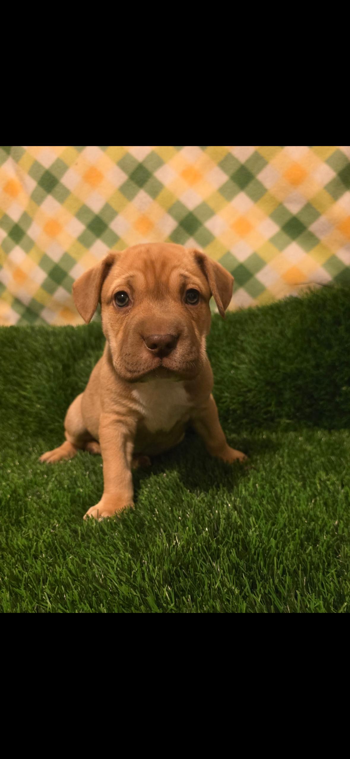 Scarlet , adopted, Puppy Female Bulldog & Pit Bull Terrier.