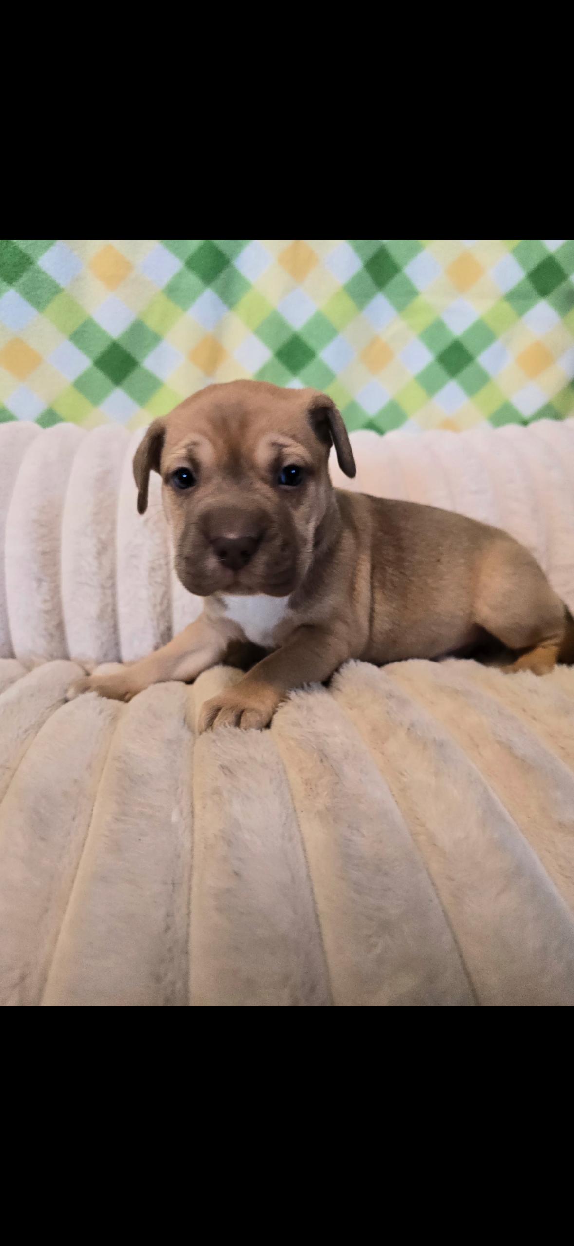 Scarlet , an adopted mixed breed in Hayward, CA image 2/6