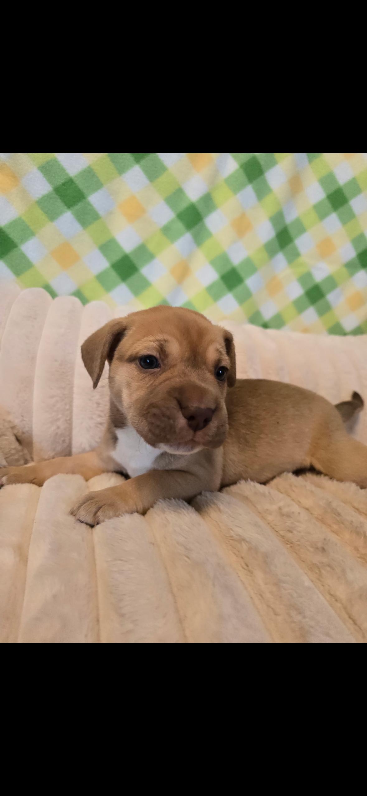 Scarlet , an adopted mixed breed in Hayward, CA image 3/6