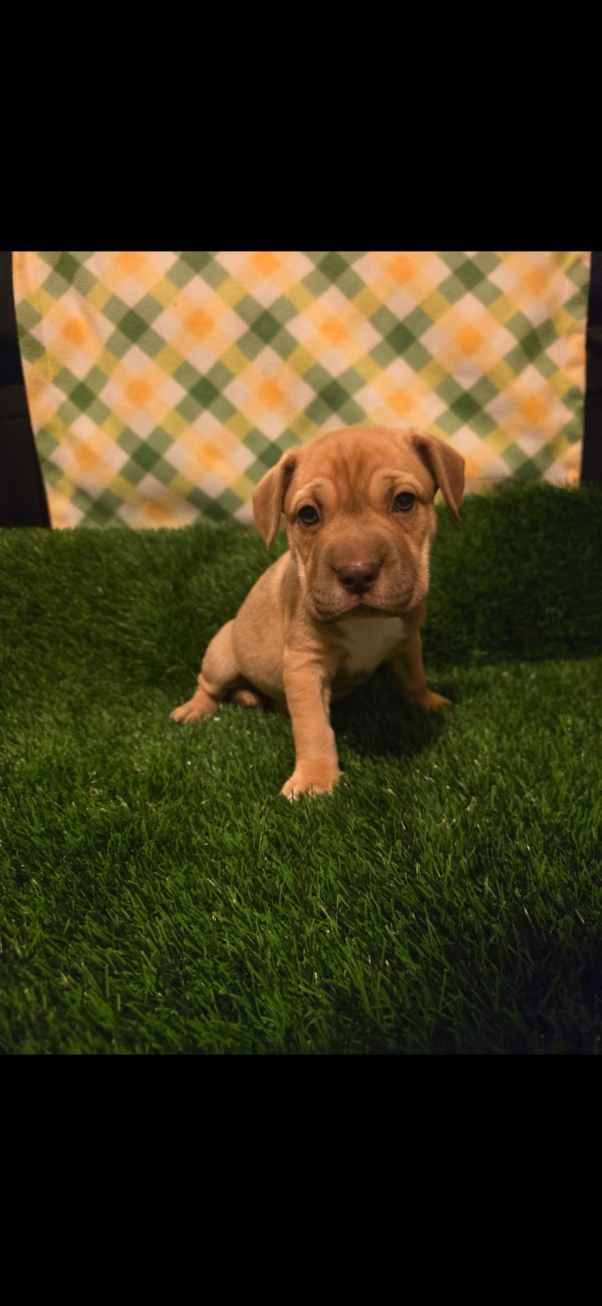 Scarlet , an adopted mixed breed in Hayward, CA image 5/6
