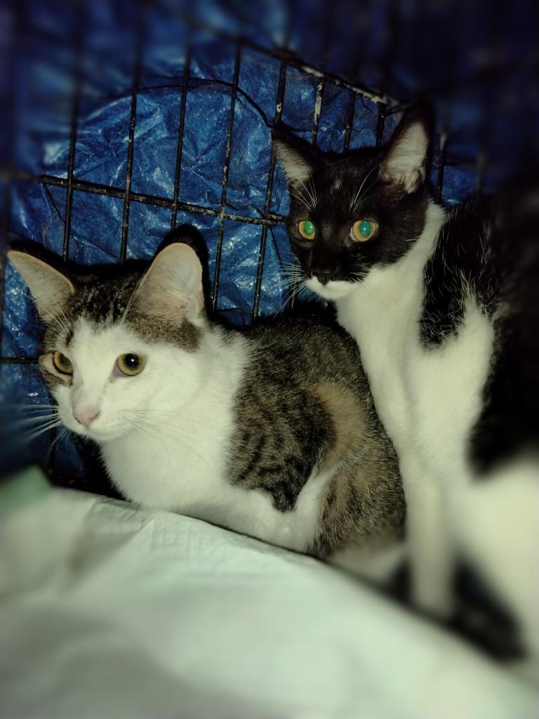 Chrome, Adoptable, Kitten Male Domestic Short Hair.