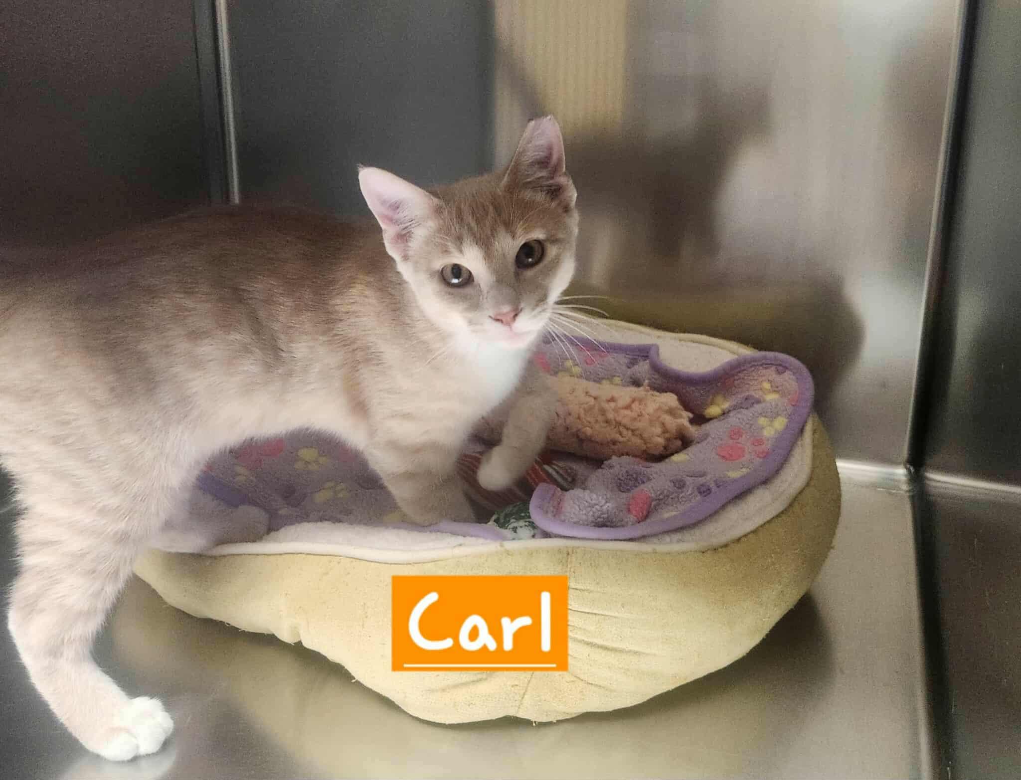 Carl, adopted, Kitten Male Tabby.
