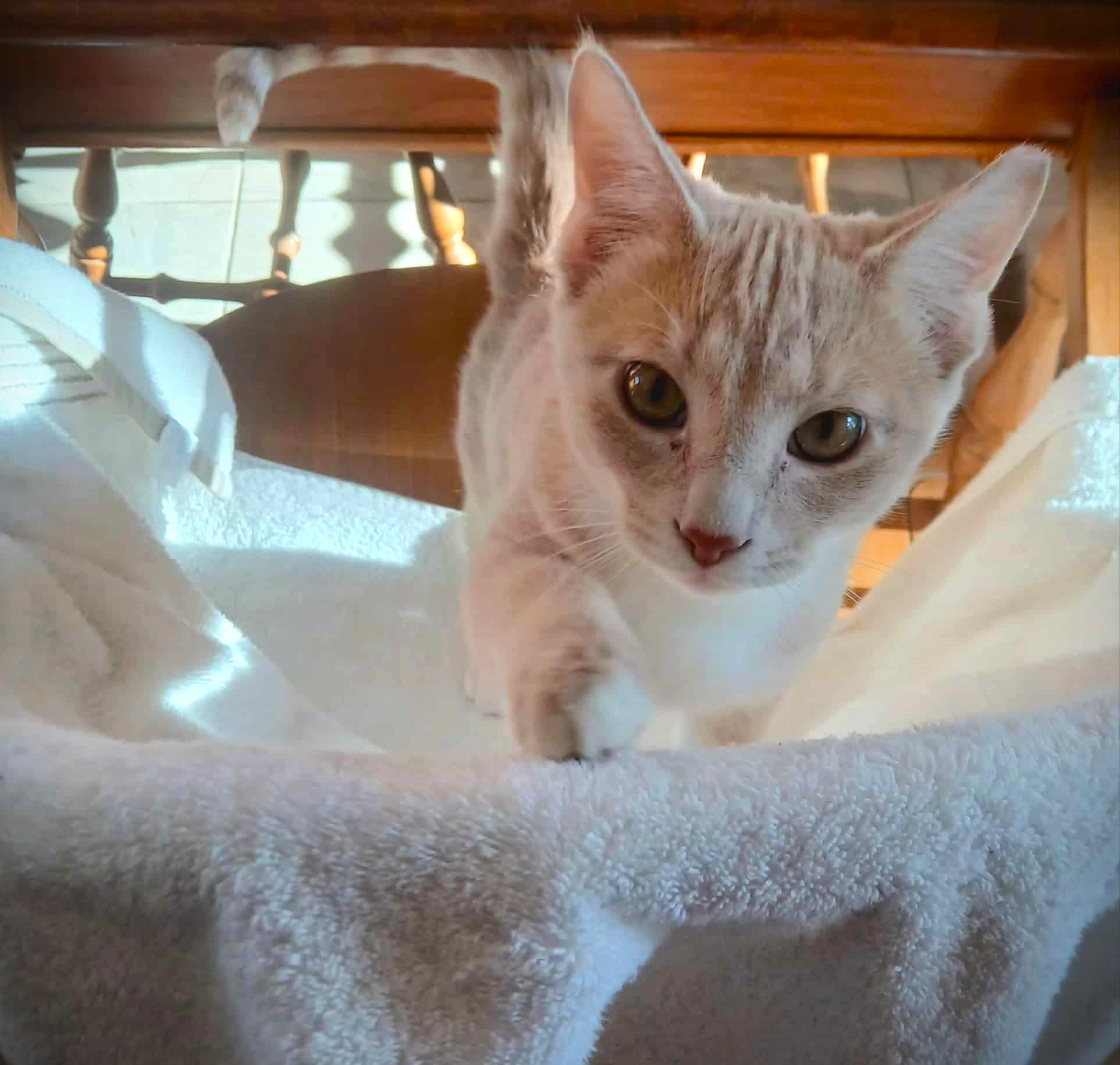 Carl, an adopted Tabby in North Berwick, ME image 2/2