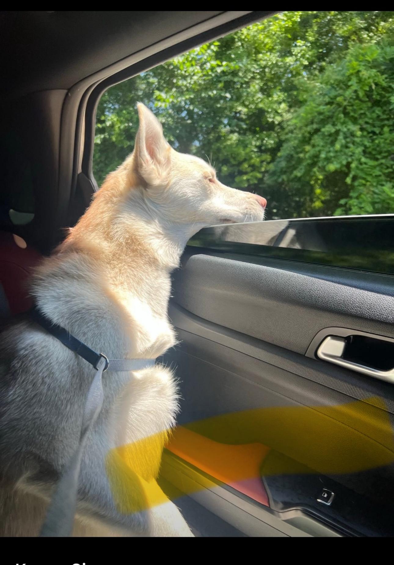 Ellie, Adoptable, Adult Female Siberian Husky & German Shepherd Dog.