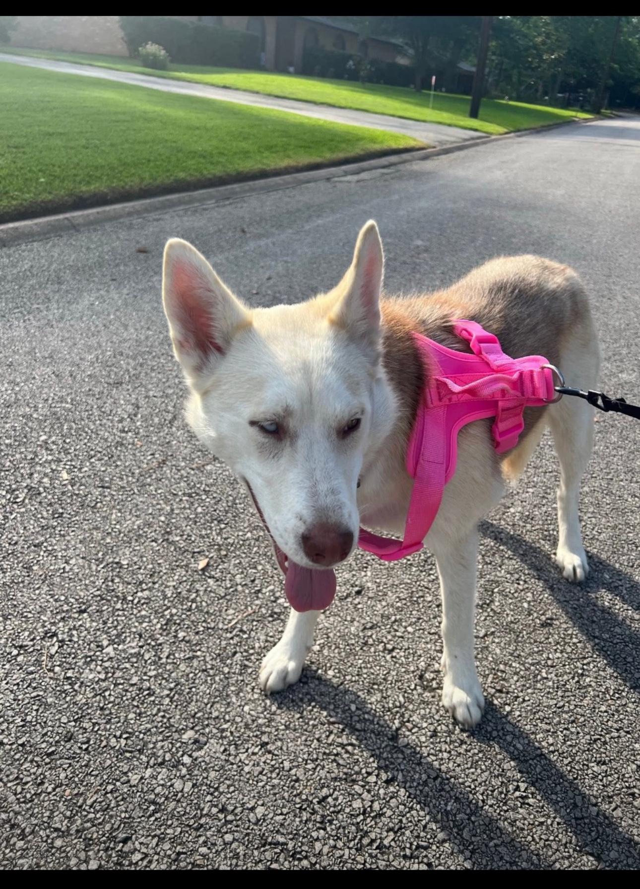 Enlarge Ellie, a Adoptable mixed breed in Lufkin, TX image 3/6