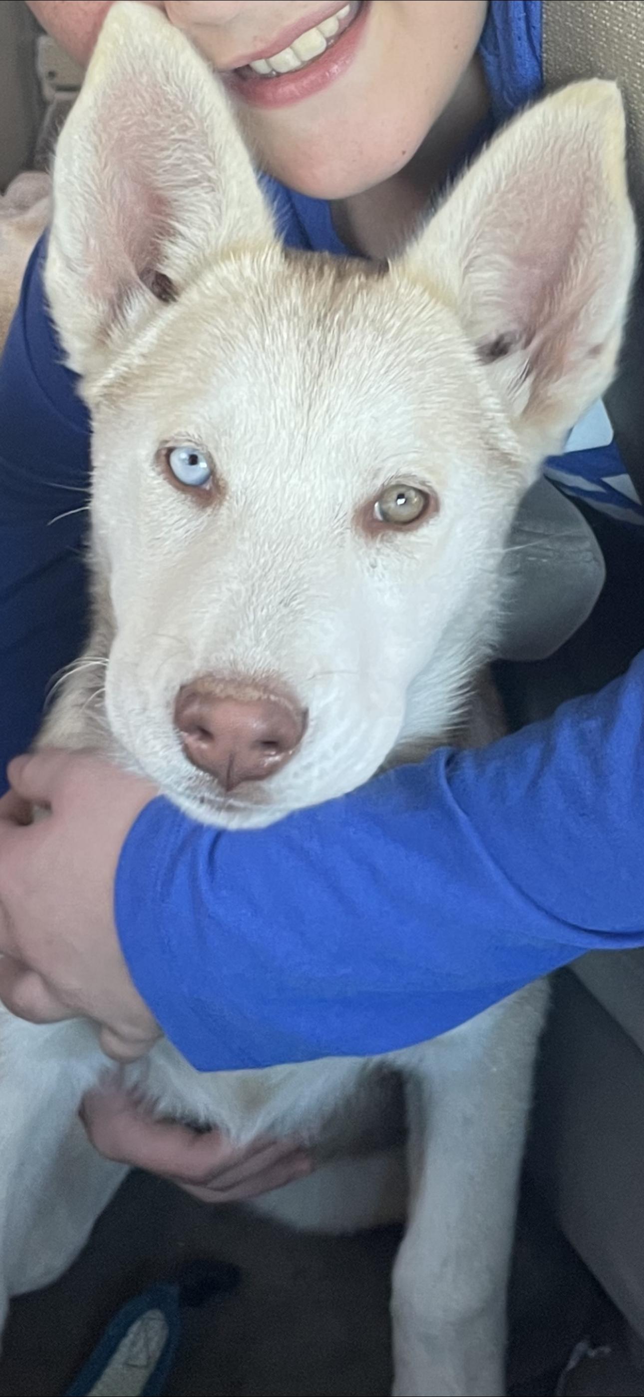 Enlarge Ellie, a Adoptable mixed breed in Lufkin, TX image 5/6